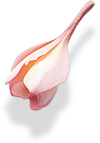 flower petal