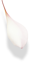 flower petal