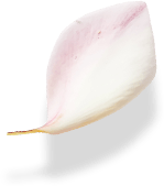 flower petal